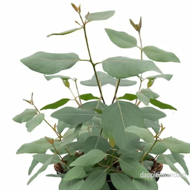 Eucalyptus populnea Eucalyptus populnea