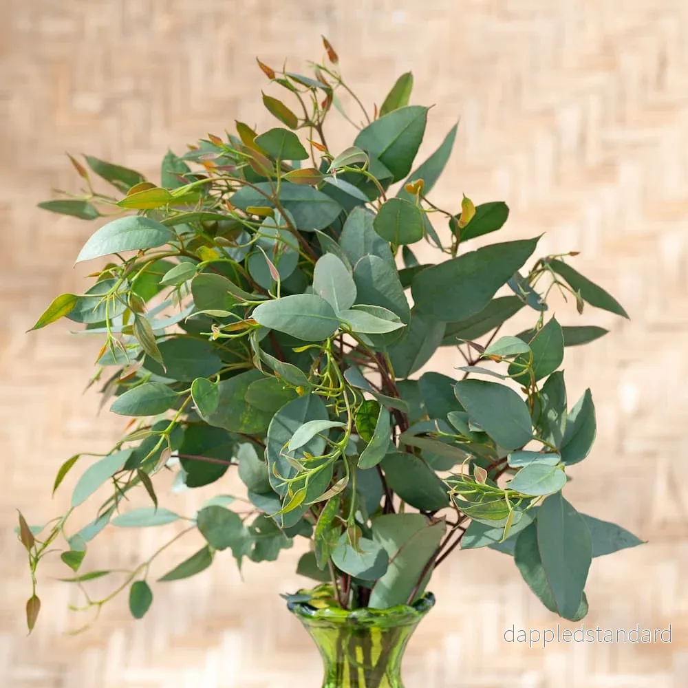 Eucalyptus melanphloia Eucalyptus melanphloia