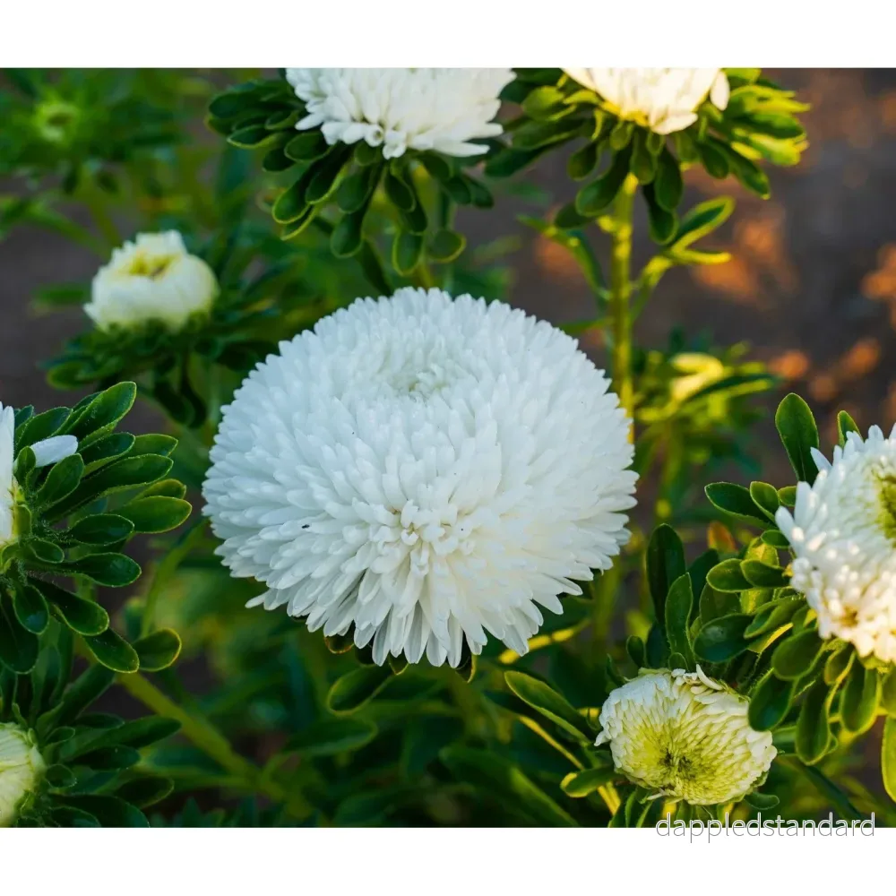 Sommaraster ´Balloon White´ - Bild 2