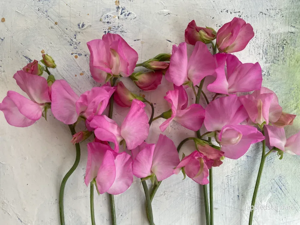 Solstice Rosa Mix Solstice Rosa Mix