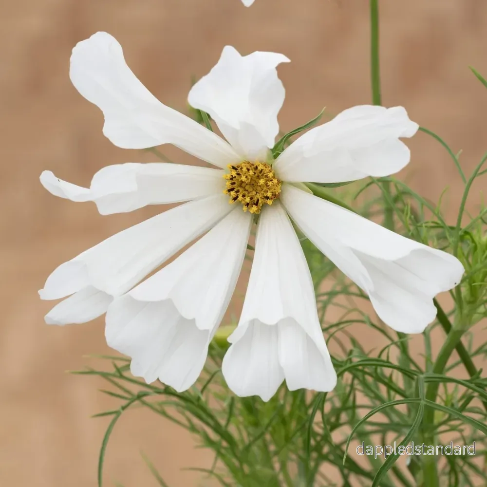 Rosenskära ´Pinwheel White´