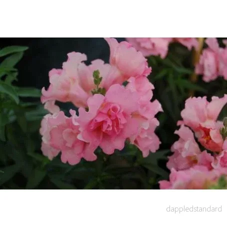 Lejongap ´Twinny Rose´ F1 - Bild 3