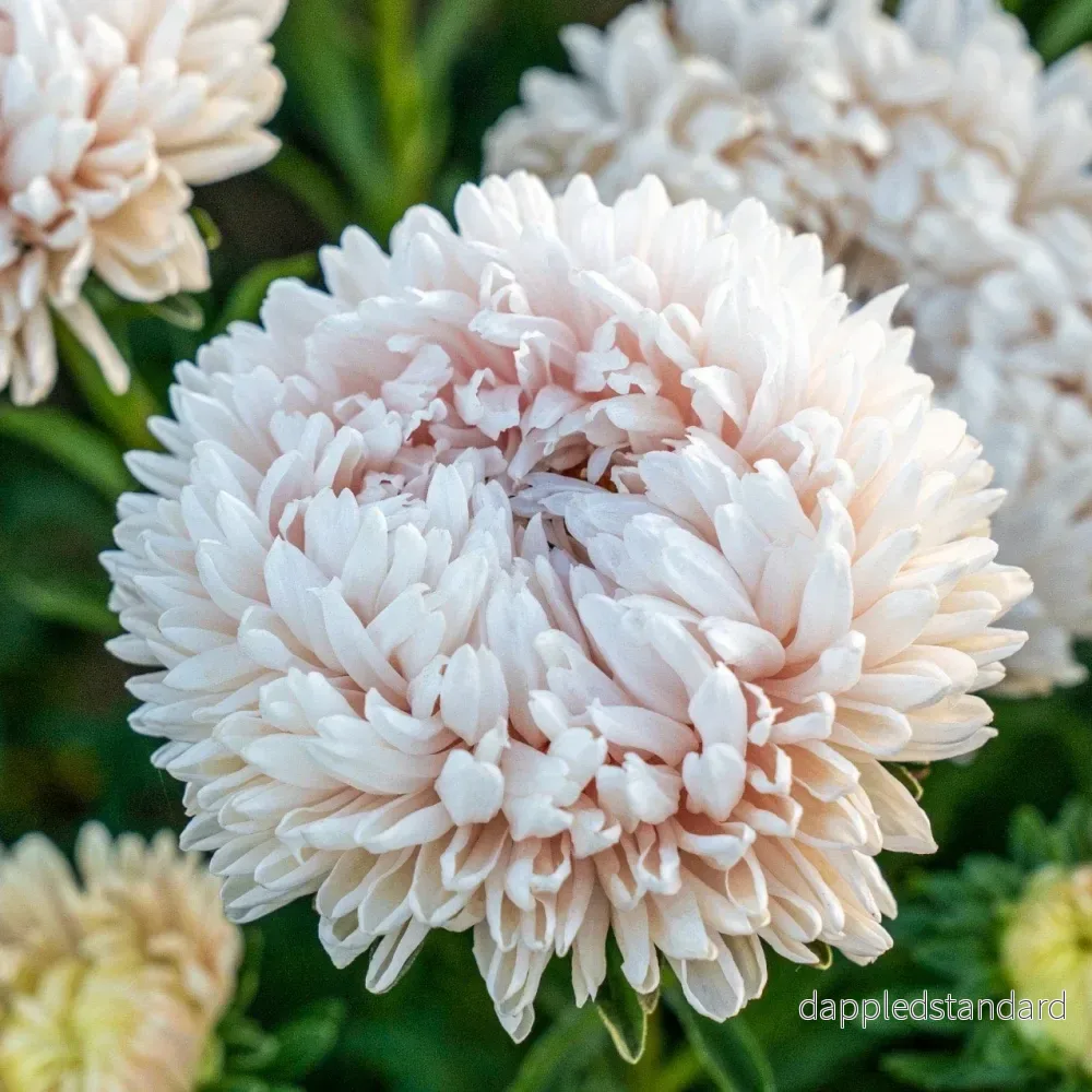 Sommaraster ´Syringa Champagne´