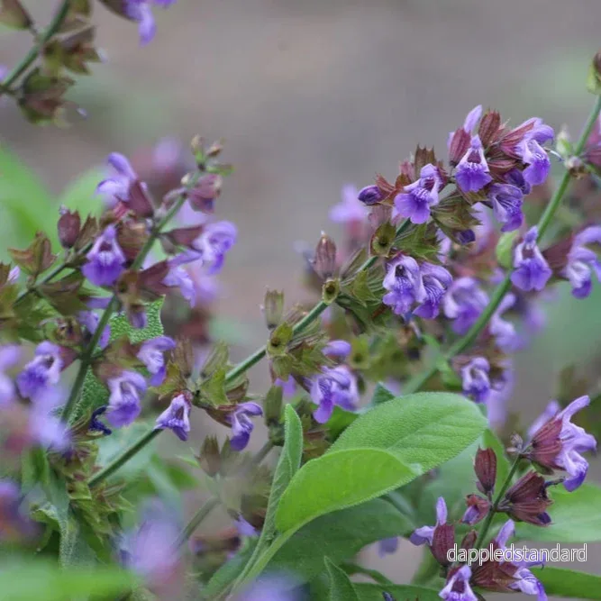 Kryddsalvia