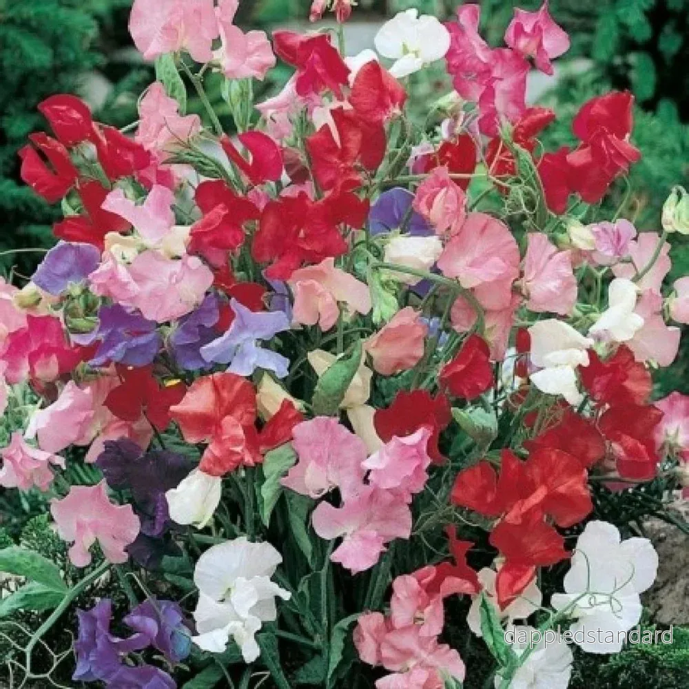 Luktärt ´Bijou Mix´