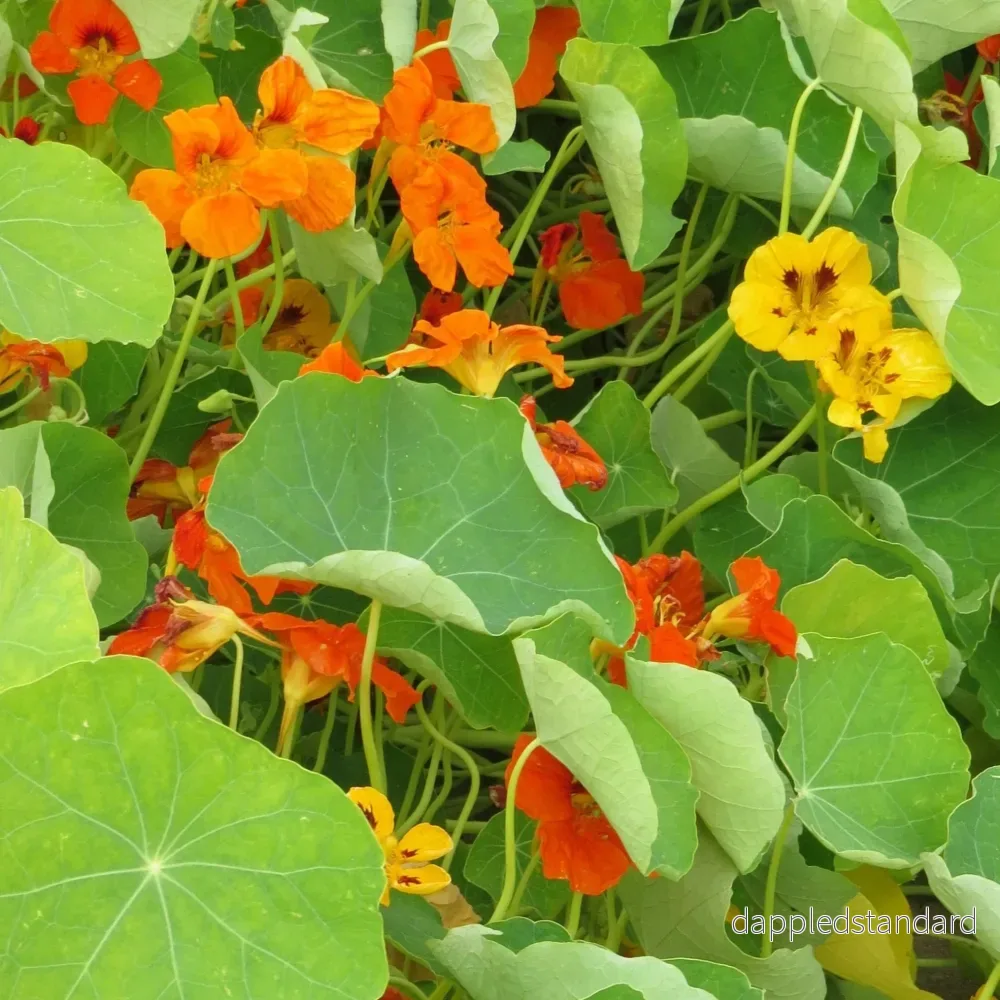 Slingerkrasse ´Gleam Hybrids´ Slingerkrasse ´Gleam Hybrids´