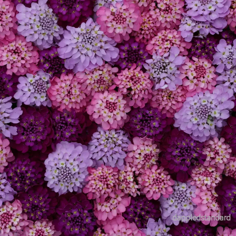 Roseniberis ´Sweet Candy´ Roseniberis ´Sweet Candy´
