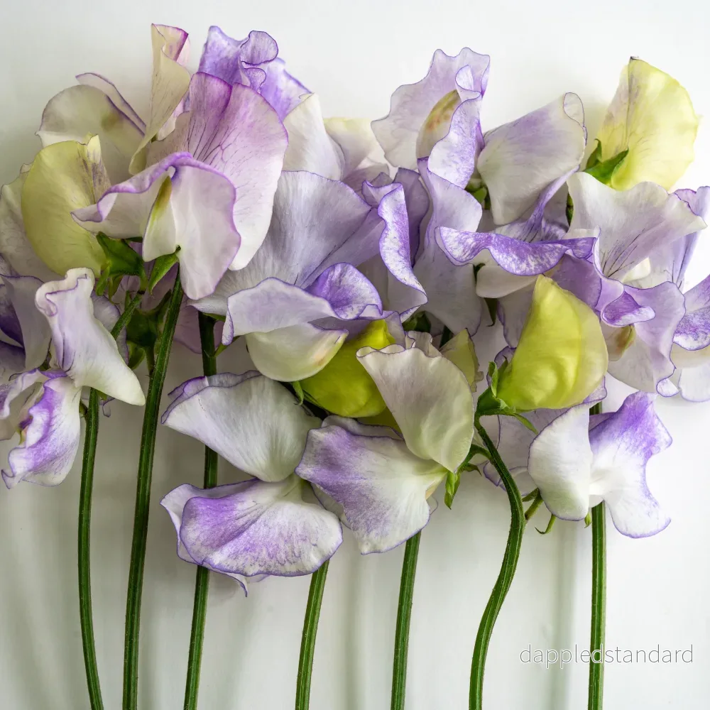 Petals in Pastel - Bild 3