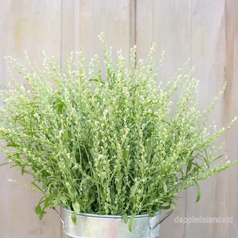 Bukettkrasse/Persian Cress