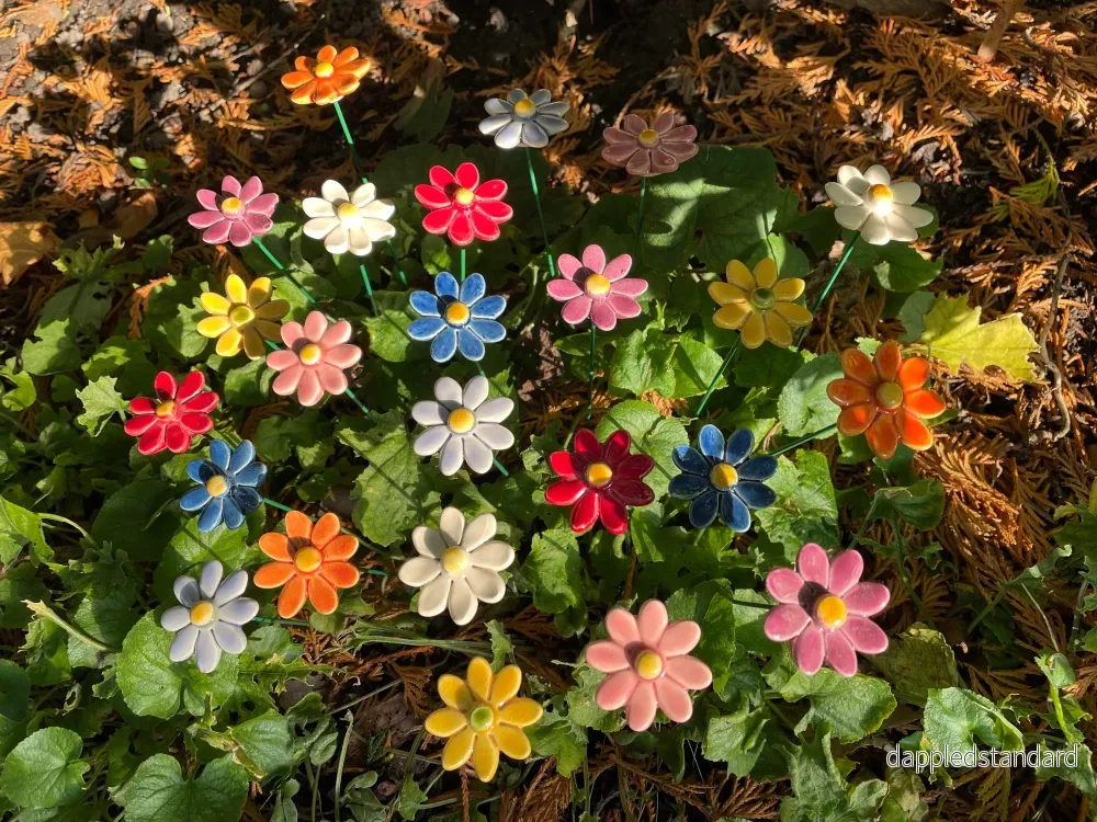 Margerit liten - Bild 3