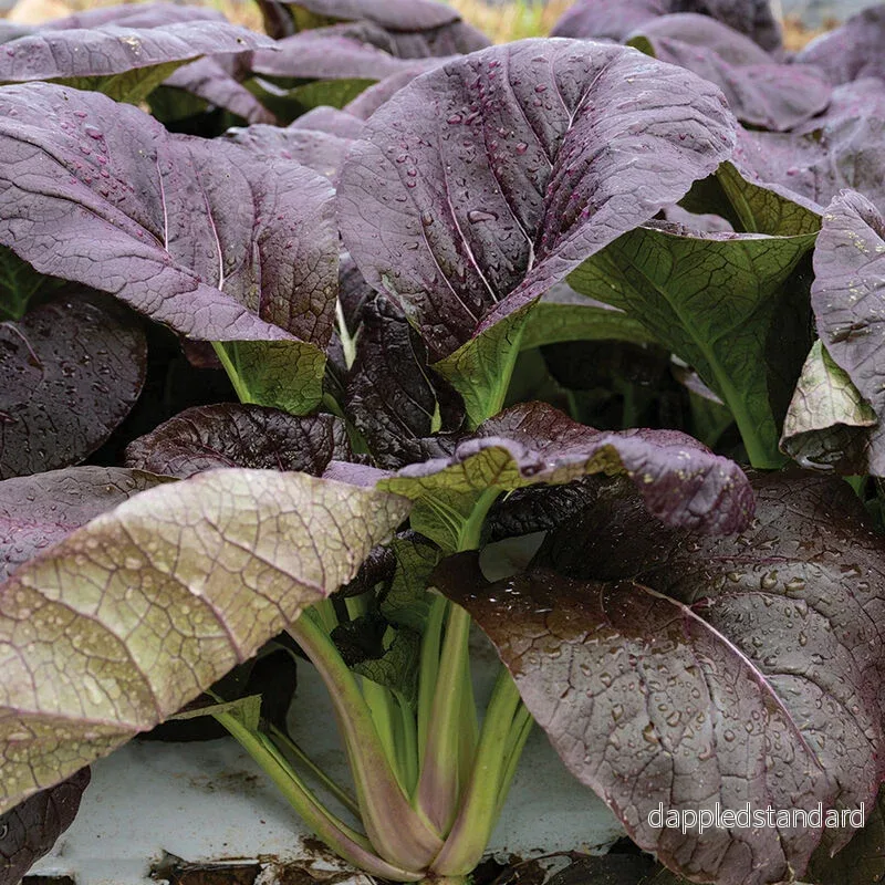 Pak choi ´Shikibu´ F1 Pak choi ´Shikibu´ F1