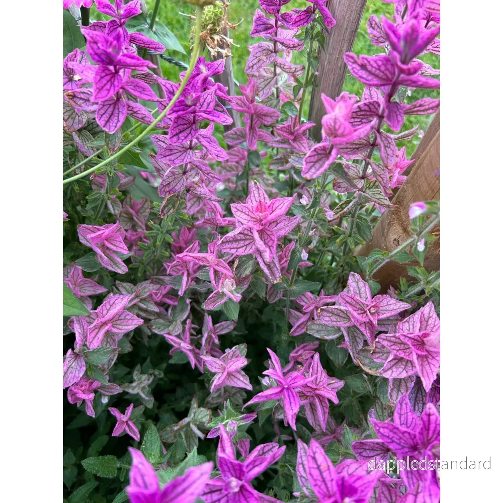Broksalvia ´Pink Sundae´ - Bild 3