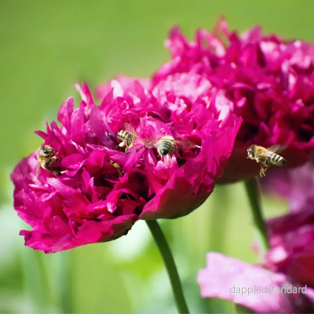 Pionvallmo ´Purple Peony´