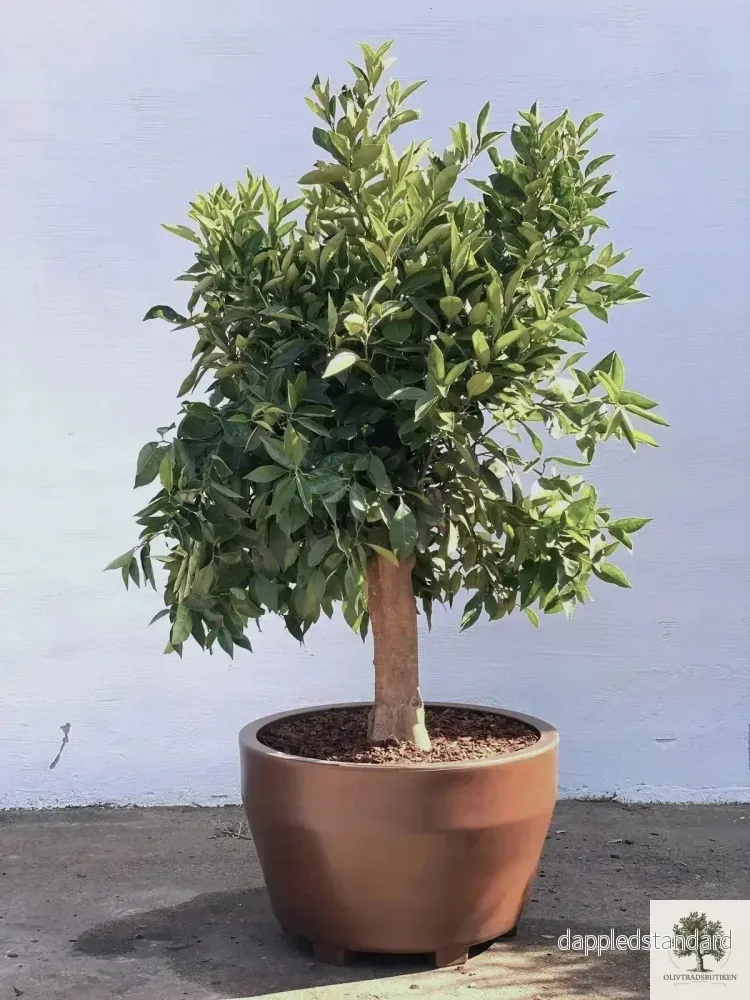 Citrusträd – Apelsinträd 30 år – 190 cm höjd – 40 cm stam – 100 cm krona Citrusträd – Apelsinträd 30 år – 190 cm höjd – 40 cm stam – 100 cm krona