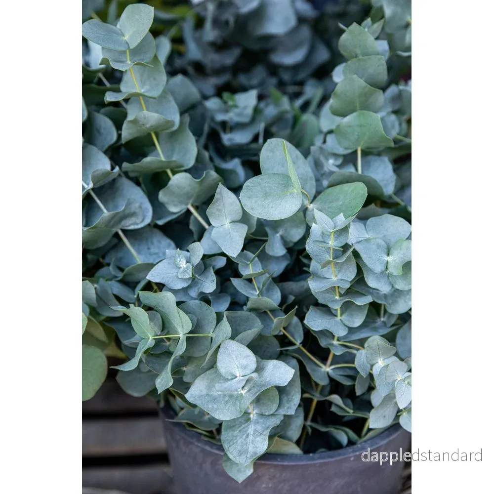 Eukalyptus ´Baby Blue´ - Bild 2