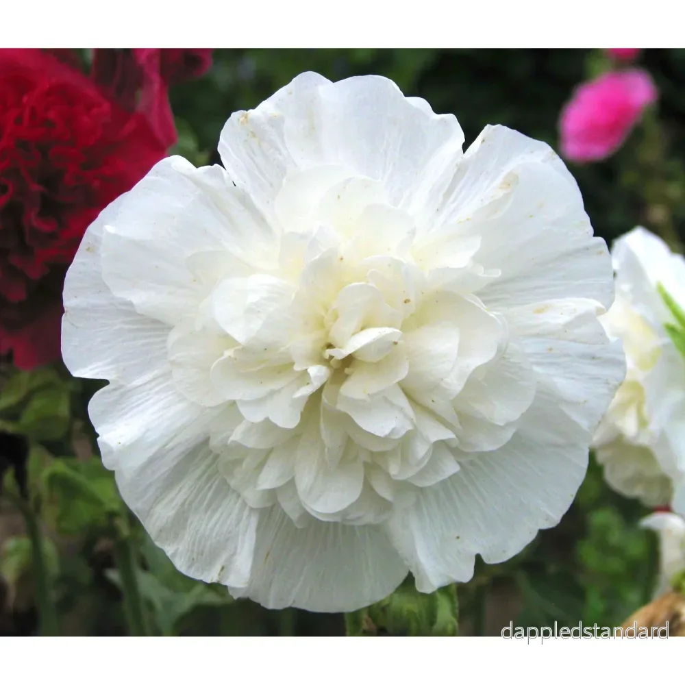 Stockros ´Chater´s White´ - Bild 3