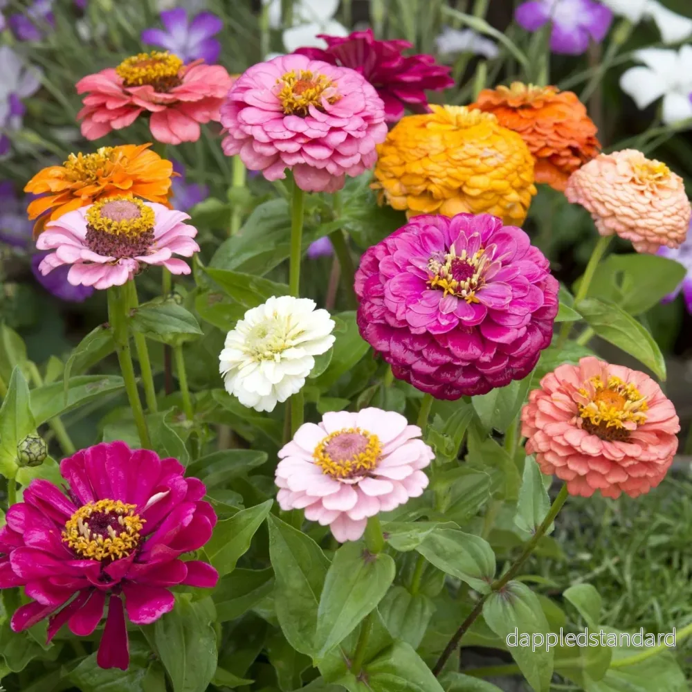 Zinnia ´Cut & Come Again Mix´