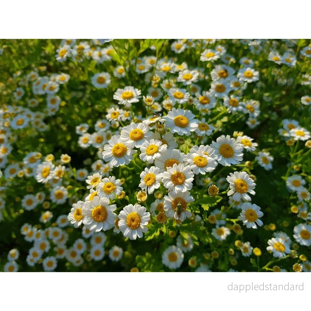 Mattram ´Tetra White´ - Bild 2