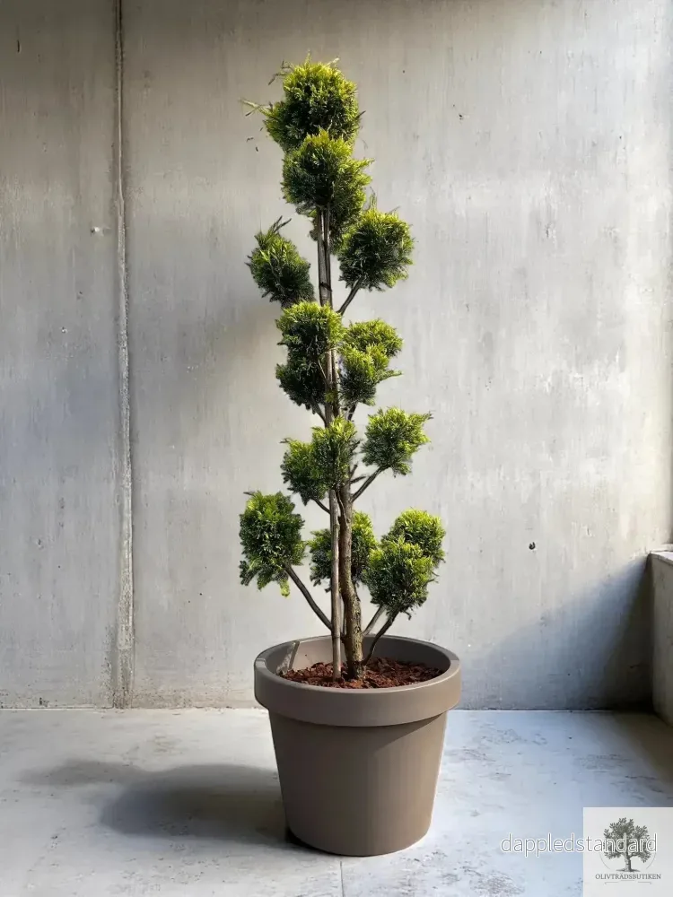 Molnklippt Cypress Leylandii 'Golden Raider' – Skulptural elegans med gyllene lyster - Bild 2
