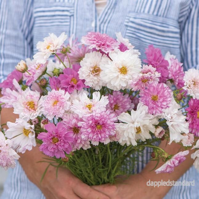 Rosenskära ´Double Click Bicolor Pink´