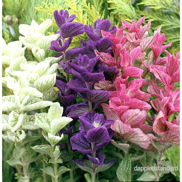 Broksalvia ´Claryssa Mix´ Broksalvia ´Claryssa Mix´