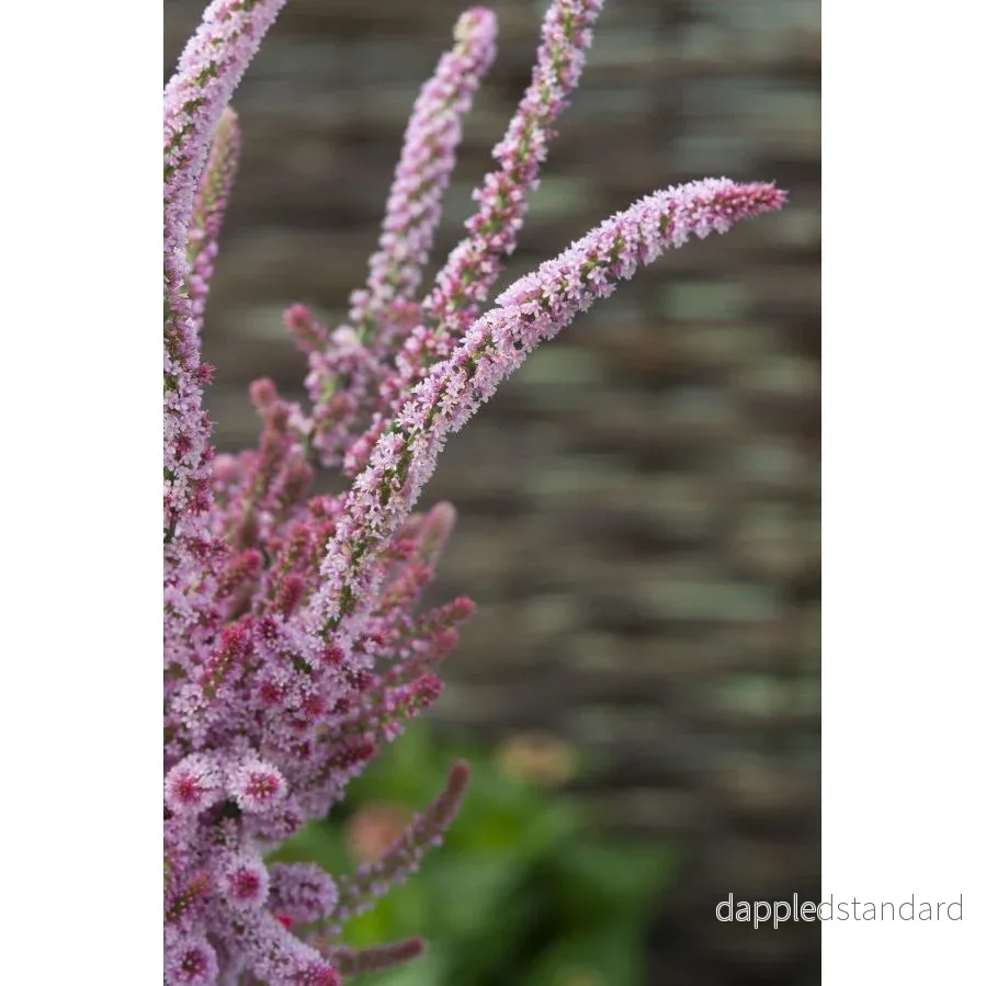 Axrisp ´Pink Pokers´ - Bild 2
