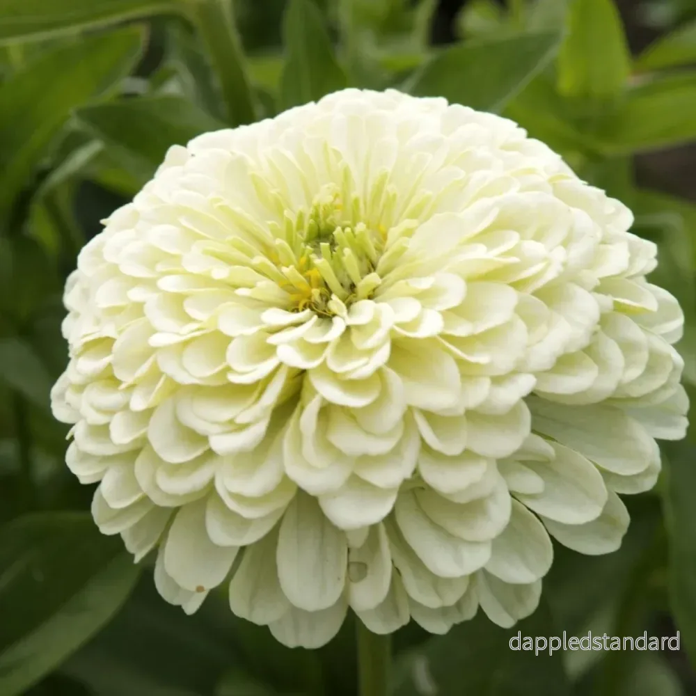 Zinnia ´Isabellina´ Zinnia ´Isabellina´