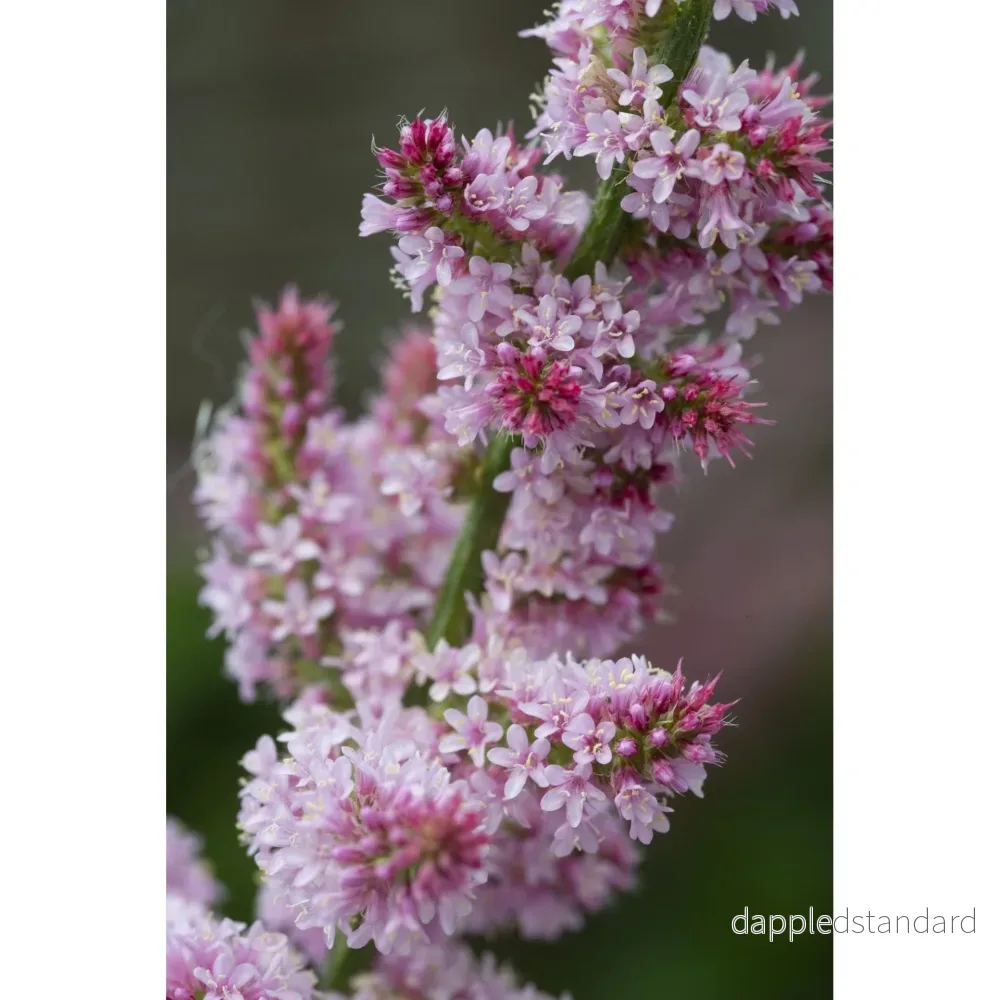 Axrisp ´Pink Pokers´ - Bild 3