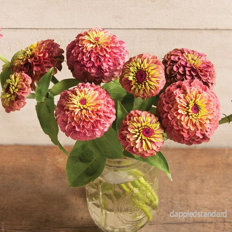 Zinnia ´Queeny Red Lime´ Zinnia ´Queeny Red Lime´