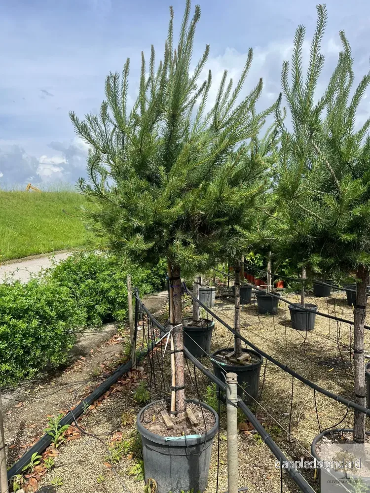 Dvärgtall tålig barrväxt - Pinus Silvestris Watereri - trädformat 200 cm - Bild 2