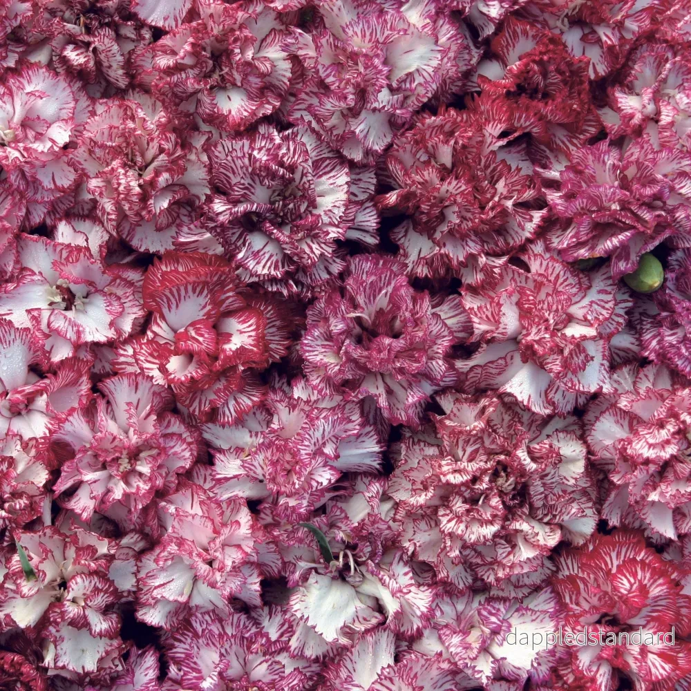 Trädgårdsnejlika ´Raspberry Ripple´