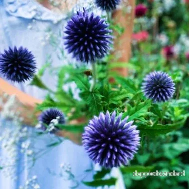 Bland Blommor och Glashus Bolltistel - Bild 2
