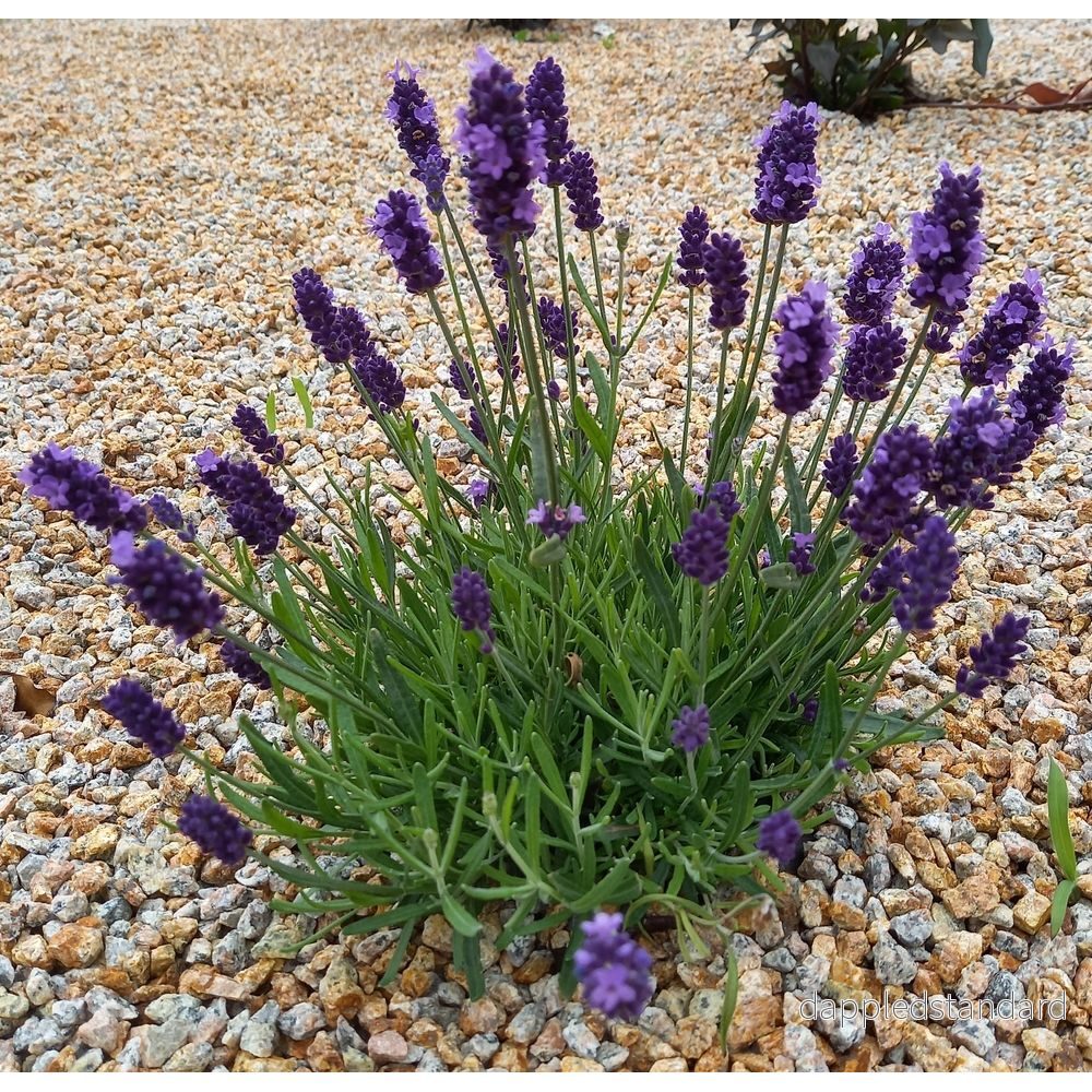 Lavendel ´Hidcote´ - Bild 2