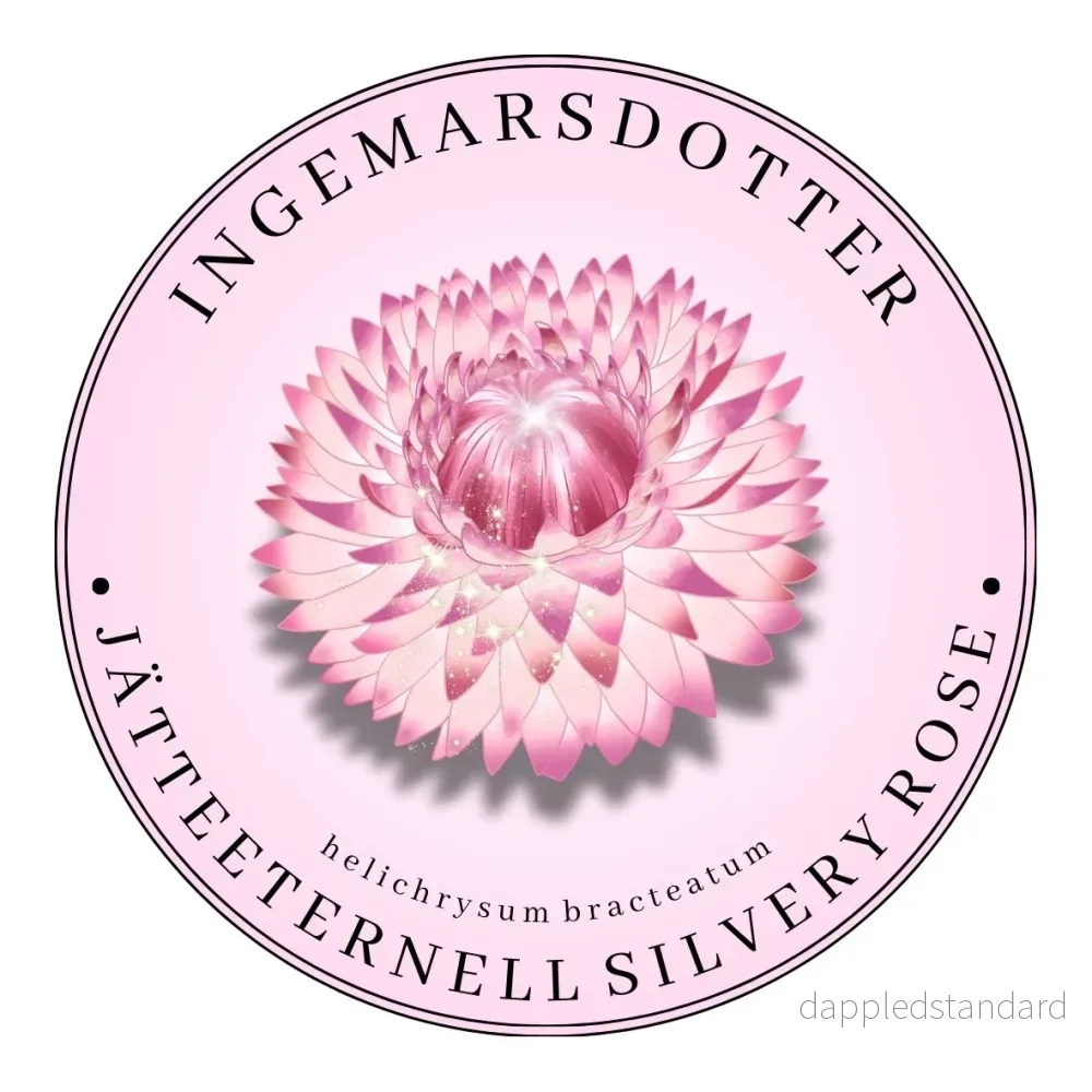 Jätte-eternell Silvery Rose (storpack) Jätte-eternell Silvery Rose (storpack)