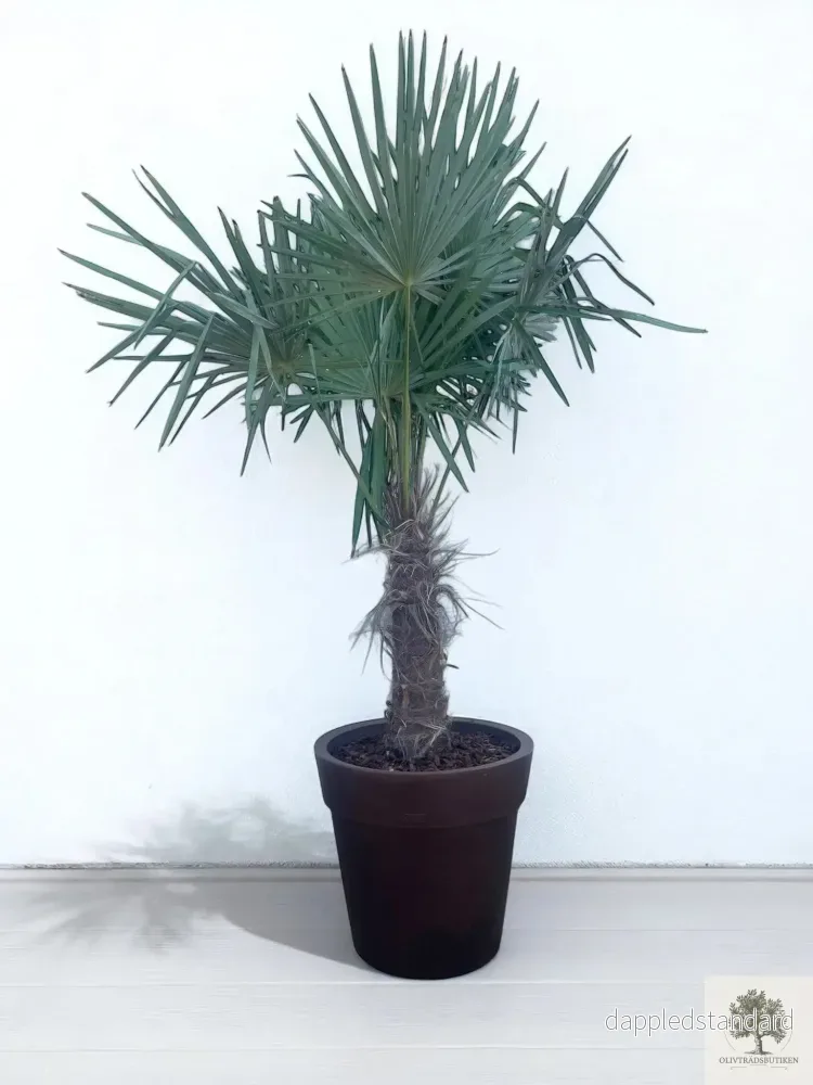 Väderkvarnspalm – Trachyarpus Fortunei – 210 cm Väderkvarnspalm – Trachyarpus Fortunei – 210 cm