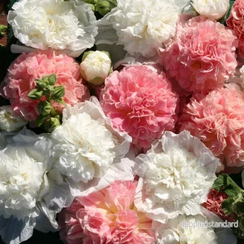 Stockros ´Bride´s Bouquet´ Stockros ´Bride´s Bouquet´