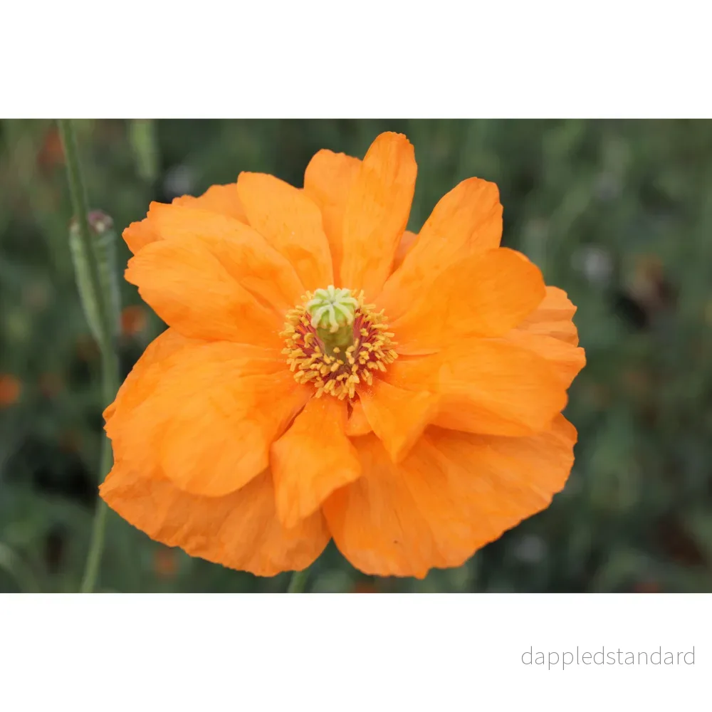 Spansk vallmo ´Double Tangerine Gem´ - Bild 2