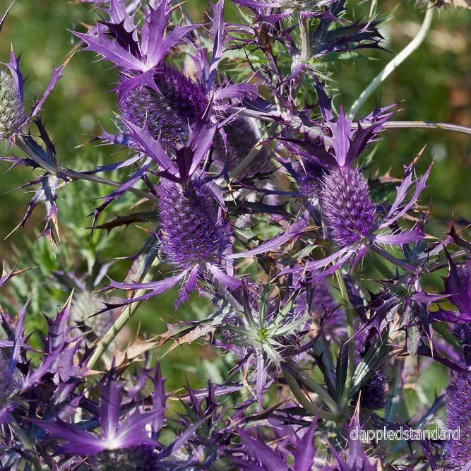 Purpurmartorn ´Purple Sheen´ Purpurmartorn ´Purple Sheen´
