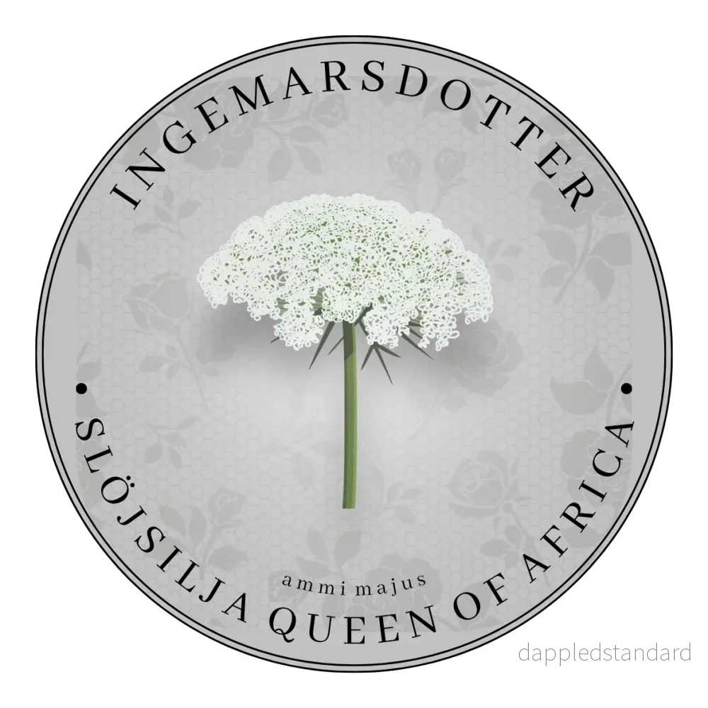 Slöjsilja Queen of Africa (storpack)