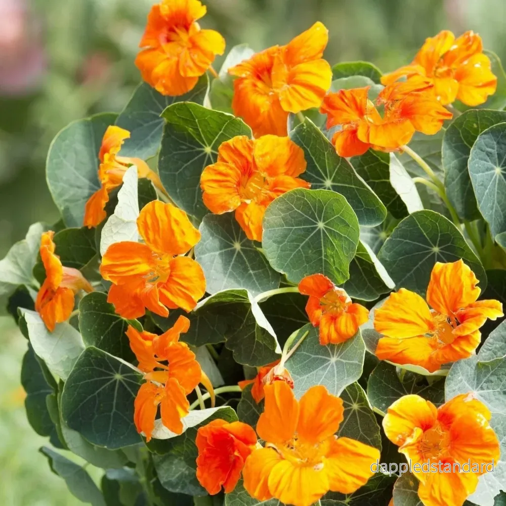 Buskkrasse ´Baby Orange´ Buskkrasse ´Baby Orange´