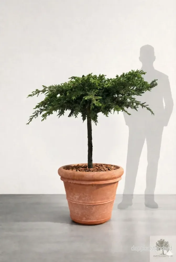 Barrträd i kruka – Juniperus Conferta Schlager – 1,6 m