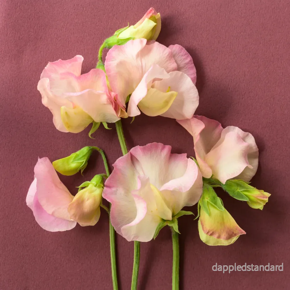 Pink Cut - Bild 3