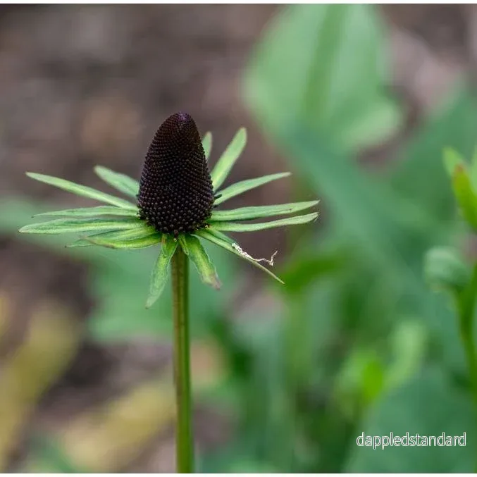 Trollrudbeckia ´Green Wizard´ Trollrudbeckia ´Green Wizard´