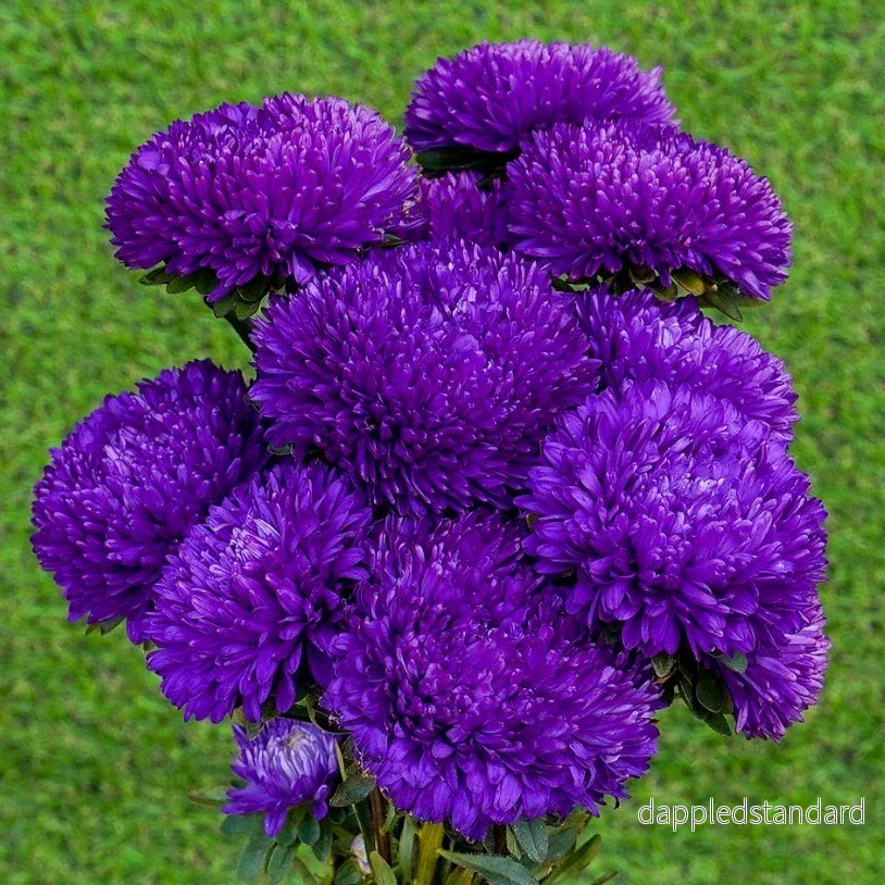 Sommaraster ´Syringa Purple´ Sommaraster ´Syringa Purple´