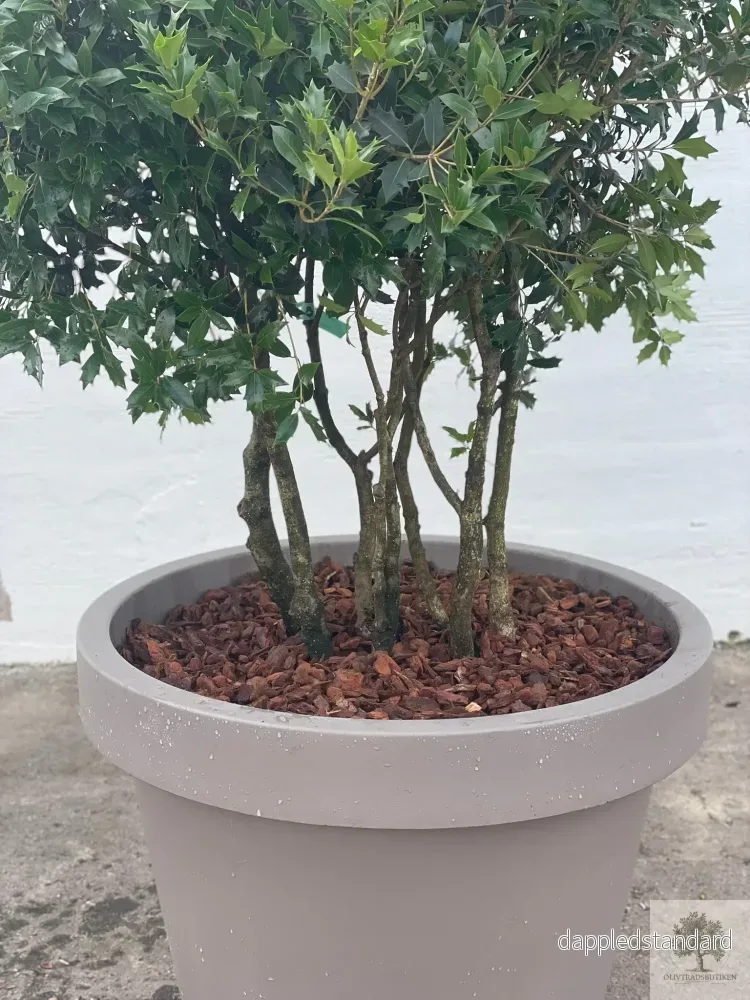Osmanthus ilicifolius - Flerstammig 220 cm - Bild 2