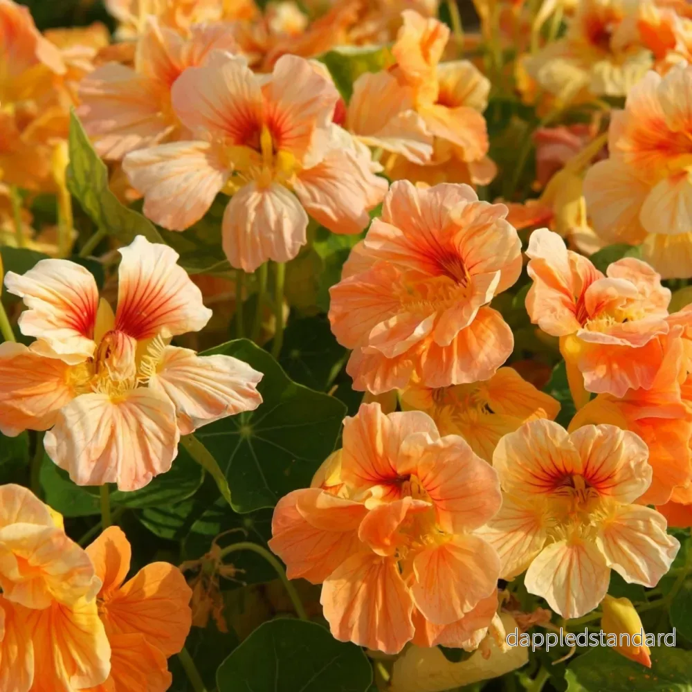 Buskkrasse ´Tip Top Apricot´