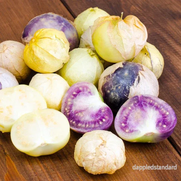 Tomatillo, lila ´De Milpa´