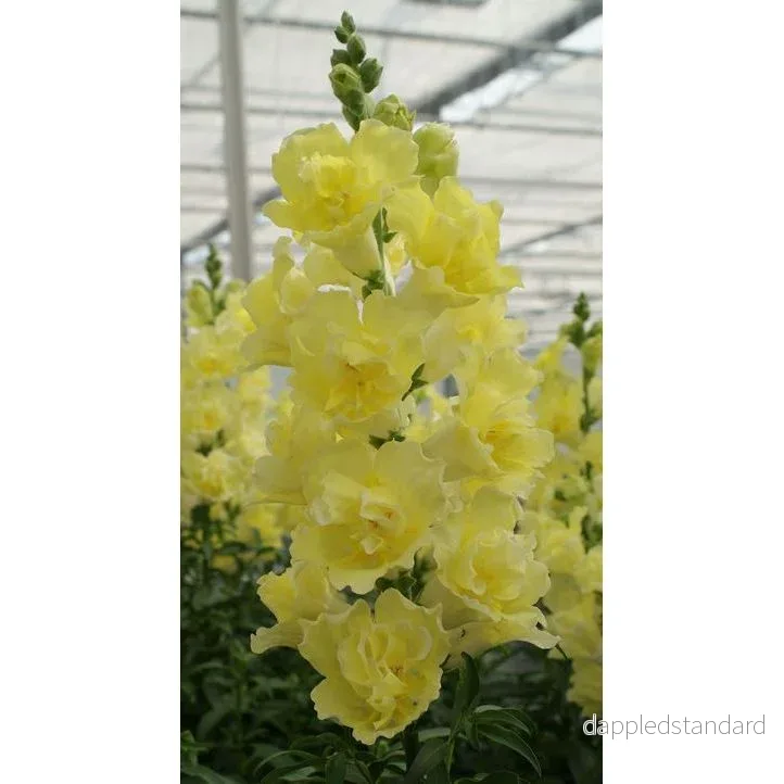 Lejongap ´Doubleshot Yellow´ F1 Lejongap ´Doubleshot Yellow´ F1