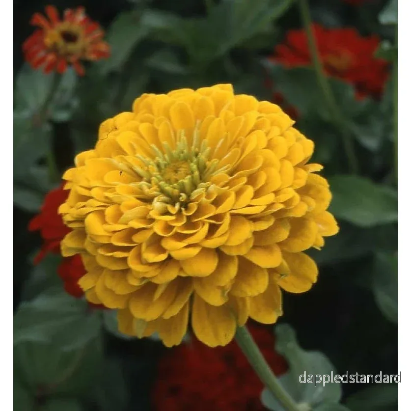 Zinnia ´Canary Bird´ Zinnia ´Canary Bird´